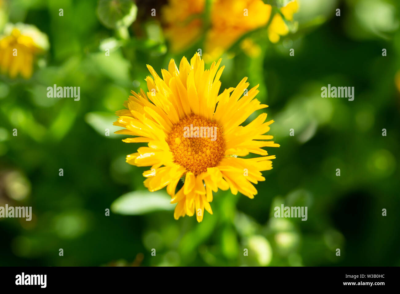 a close up view of a small yellow wildflower bloom Stock Photo Alamy
