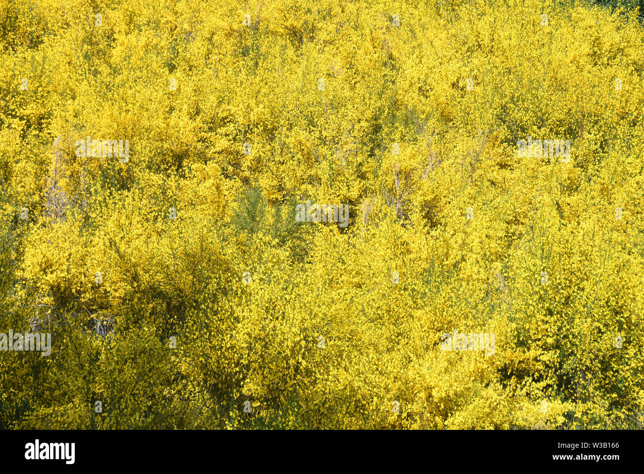 Apromonte Reggio Calabria - Broom wilderness Credit: Giuseppe Andidero Stock Photo