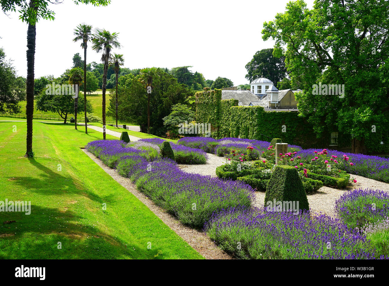 Lavender garden at Ugbrooke House Stock Photo