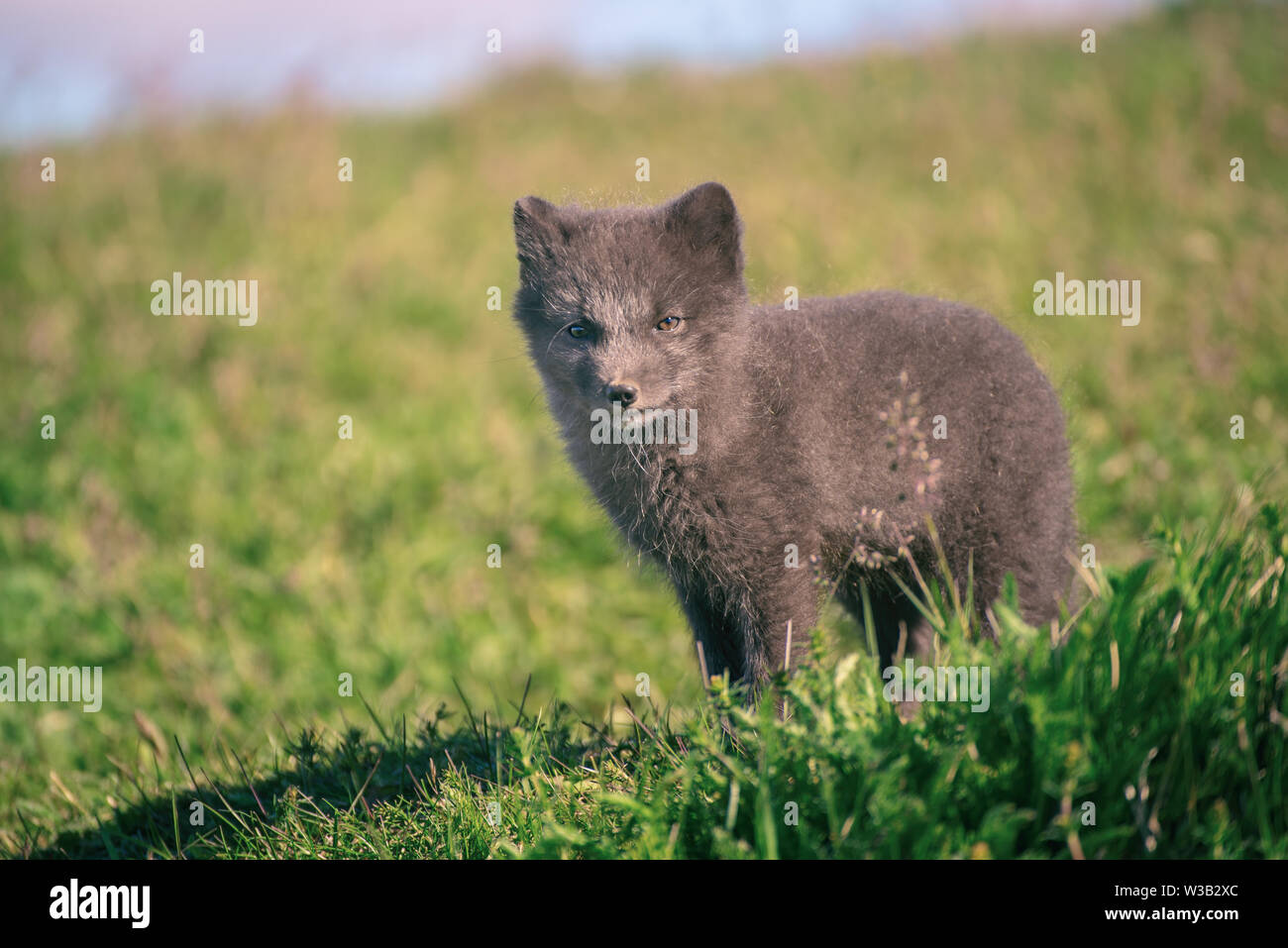 Arctic fox cub Stock Photo