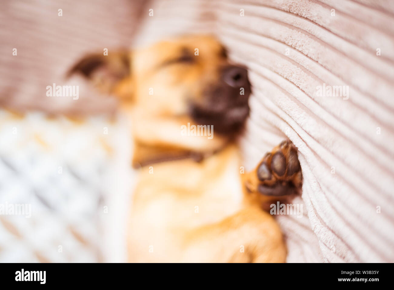 Cute dog sleeping on a sofa Stock Photo - Alamy