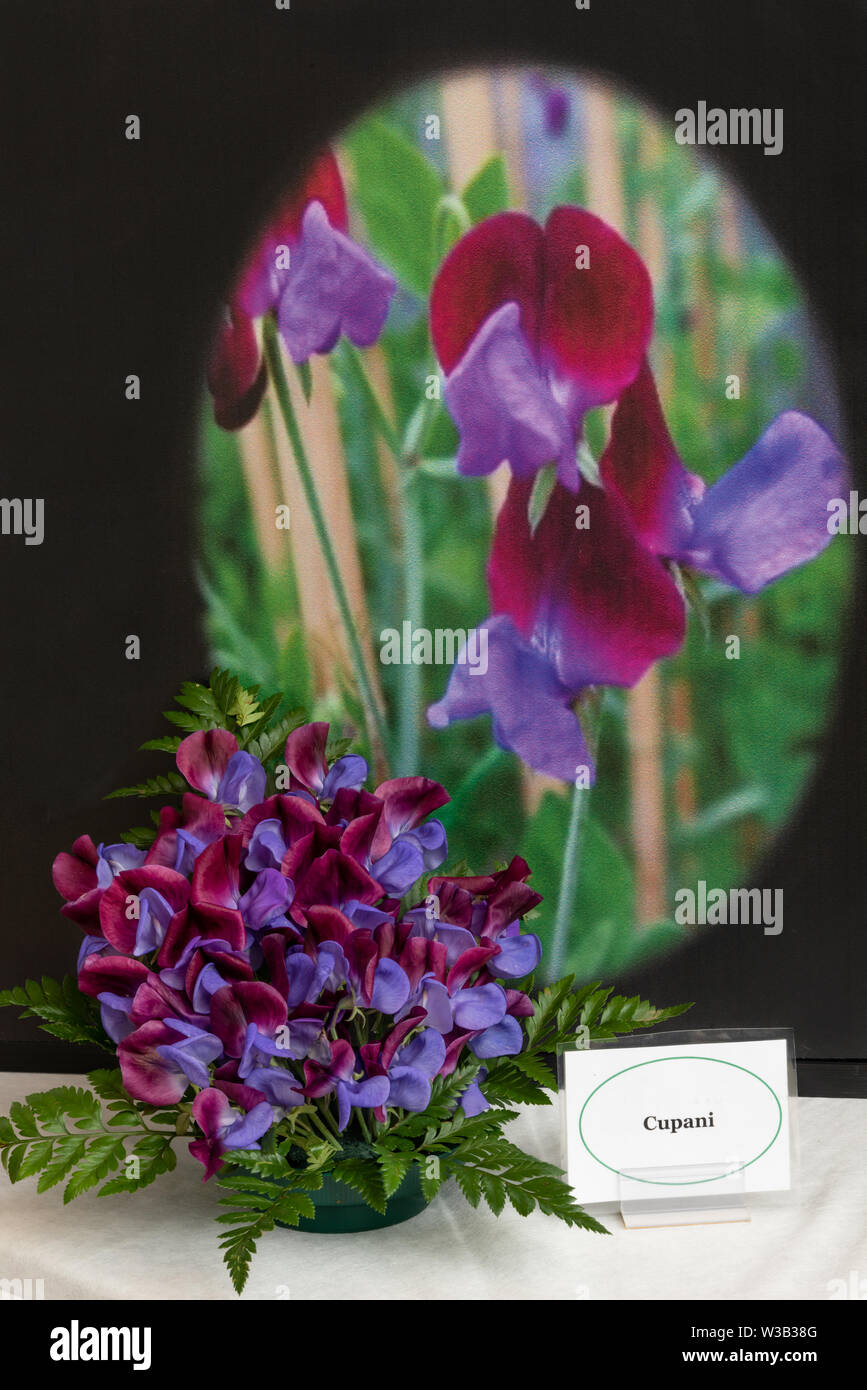 Lathyrus odoratus 'Cupani' in a bowl with background image Stock Photo