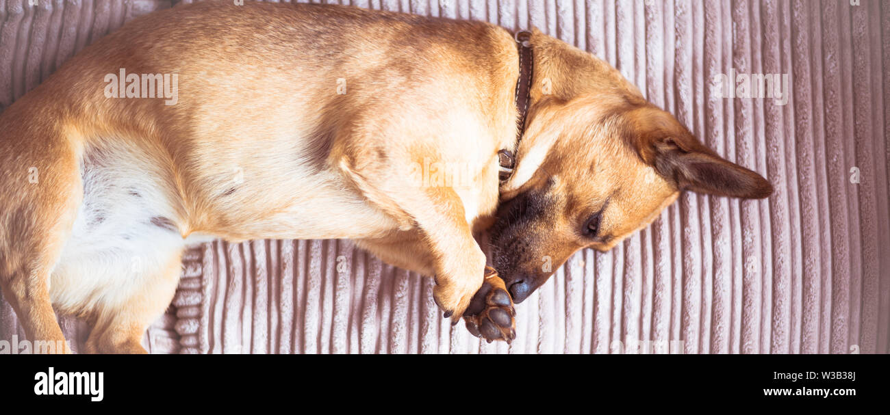 Cute dog sleeping on a sofa Stock Photo - Alamy