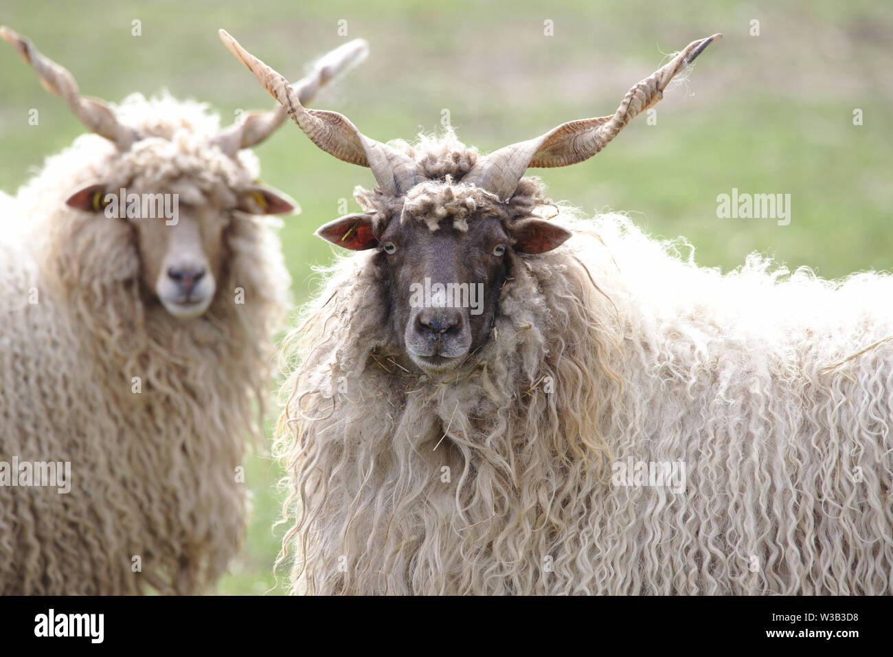 Two hungarian racka sheep looking into the camera Stock Photo