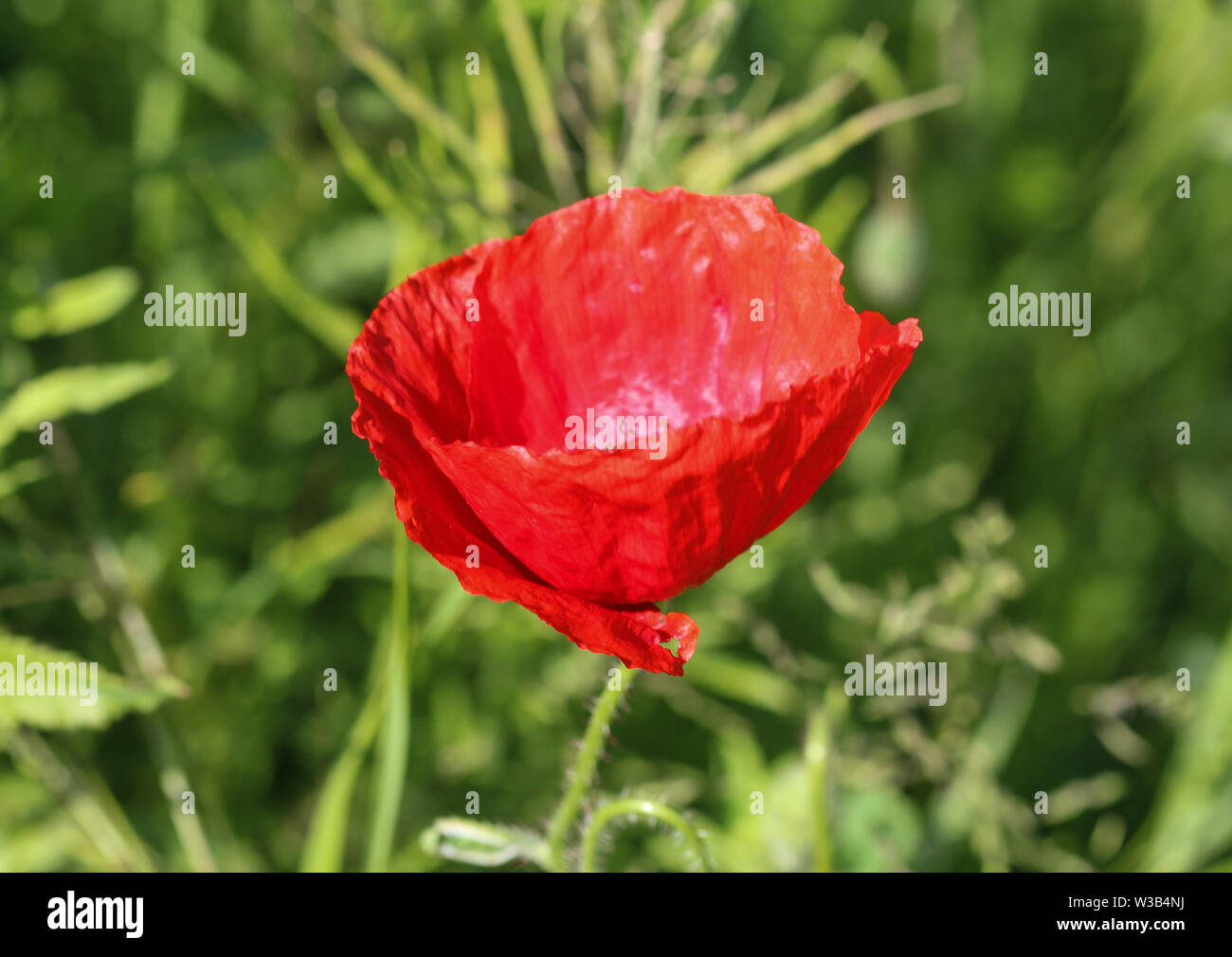 close up of Common poppy (Papaver rhoeas) commonly known by corn poppy, corn rose, field poppy Stock Photo