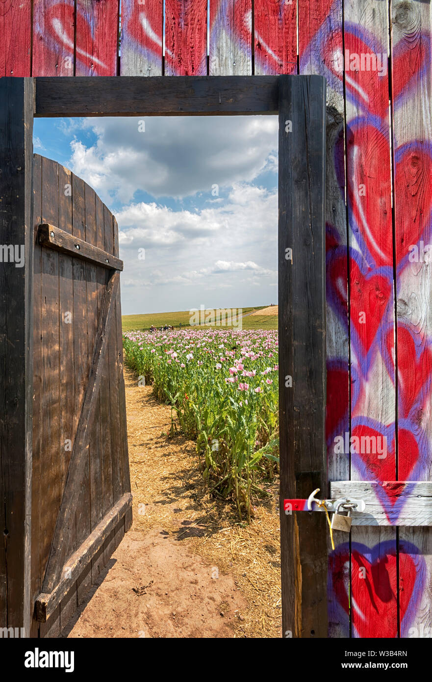 Gate in an Opium poppy field, Germerode, Werra-Meissner district, Hesse, Germany, photomontage Stock Photo