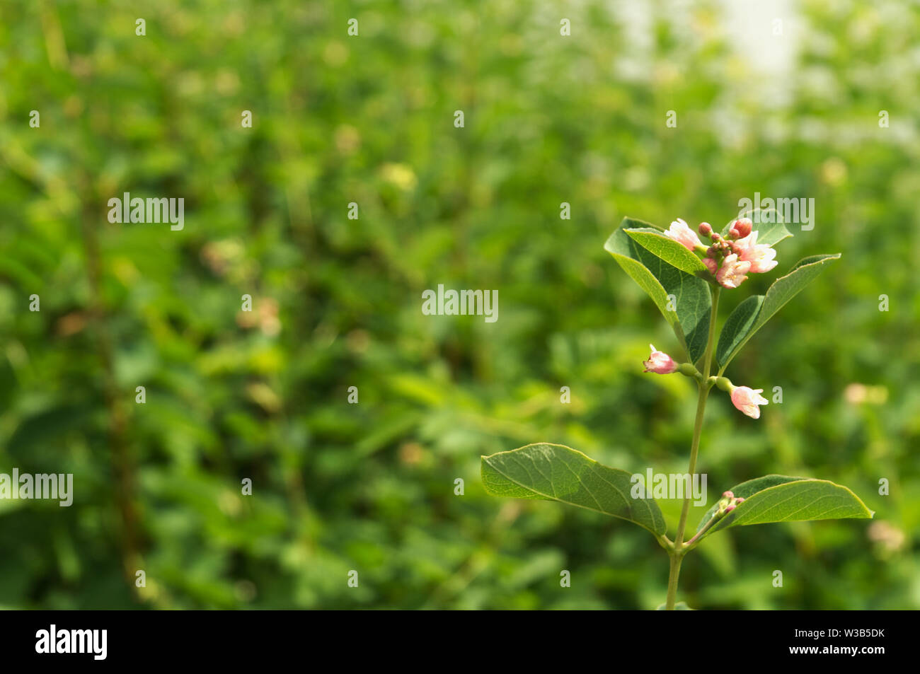 pink and white bell-shaped flowers of a snowberry Stock Photo