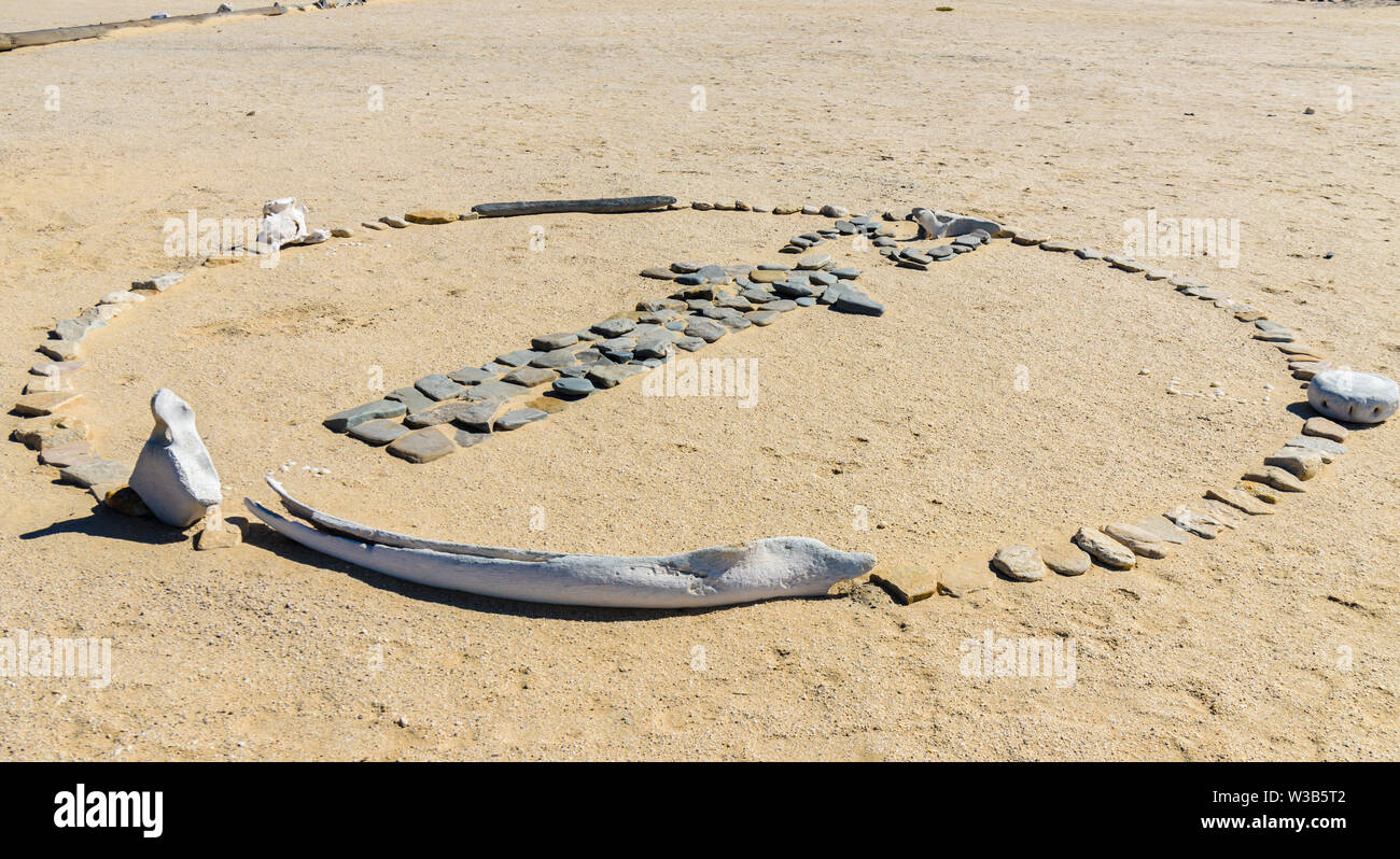 A whale of a find: Fossil bone discovered on Bethany Beach