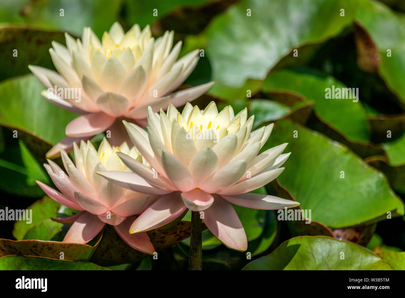 Beautiful soft pink and cream water lily flowers in full bloom surrounded by lily pad leaves in the full sun Stock Photo