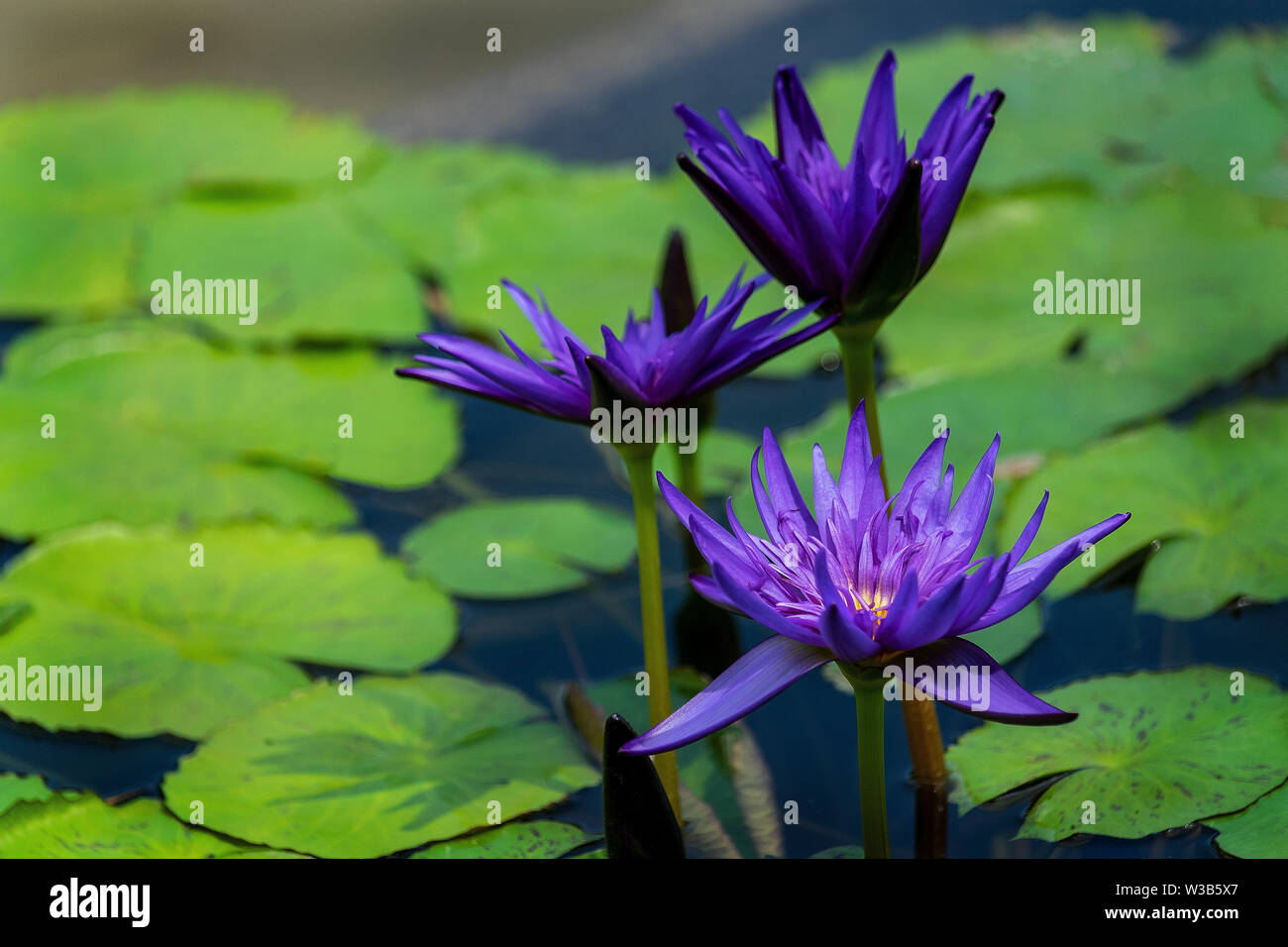 Beautiful purple lily flowers in full bloom surrounded by the lily pad leaves Stock Photo