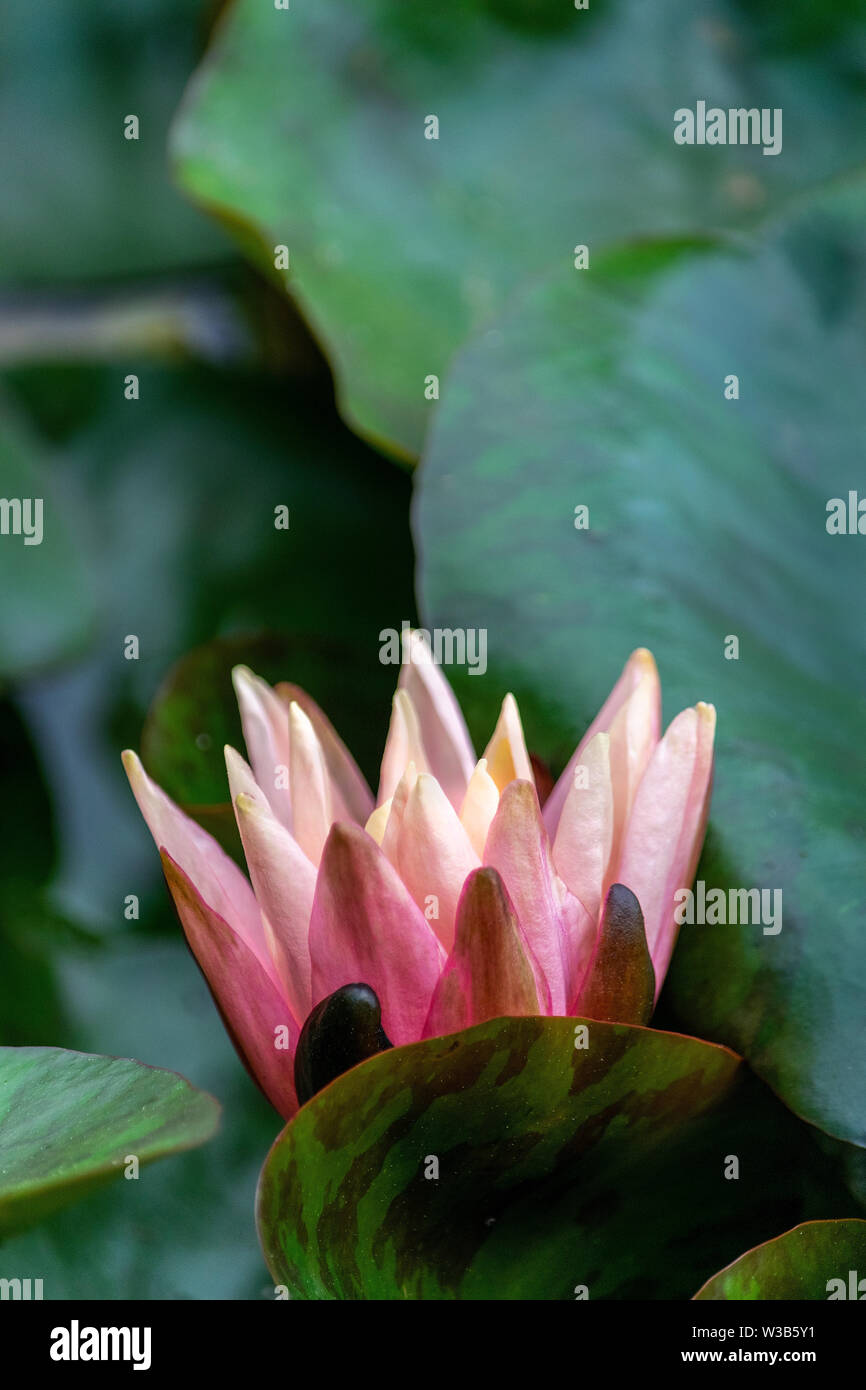 Beautiful soft pink and cream water lily flowers in full bloom surrounded by lily pad leaves Stock Photo