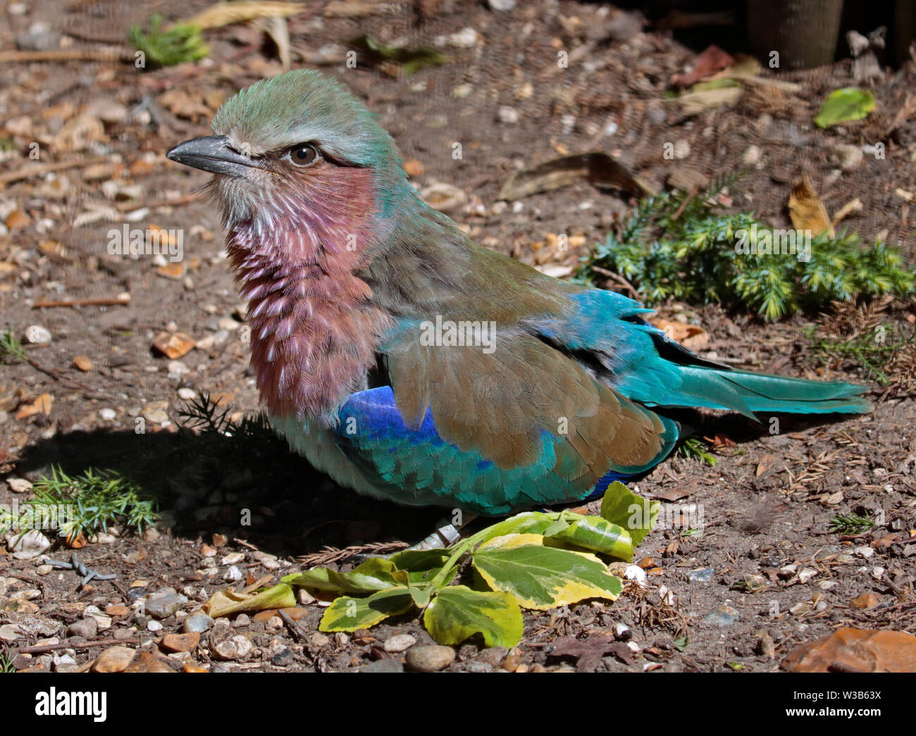 Lilac Breasted Roller (coracias caudatus) Stock Photo