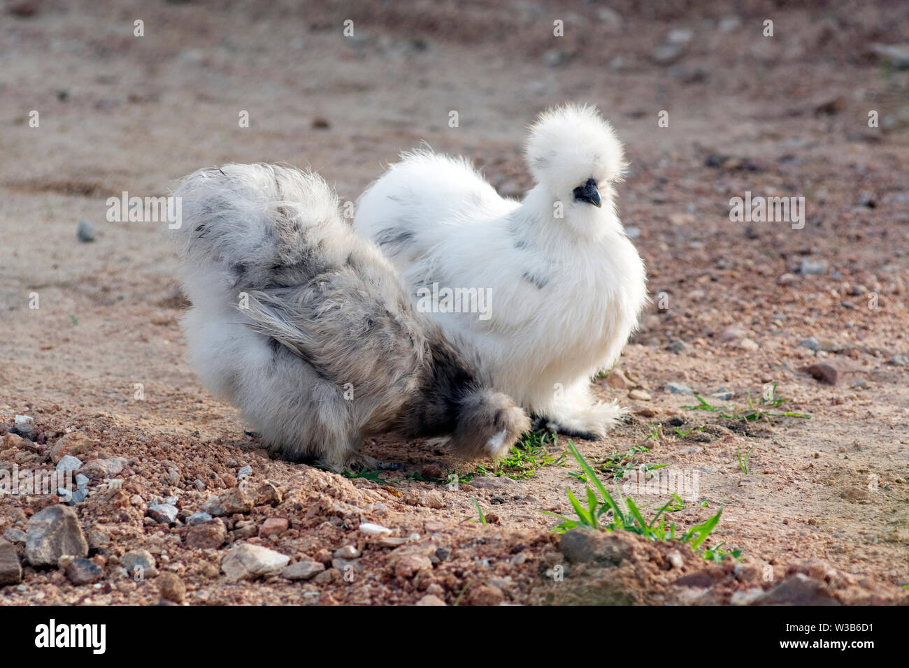 Two silkie chickens living in nature Stock Photo Alamy