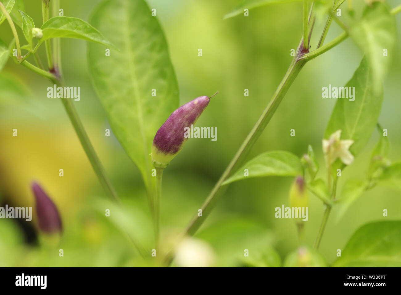 Chili peppers in a garden Stock Photo - Alamy