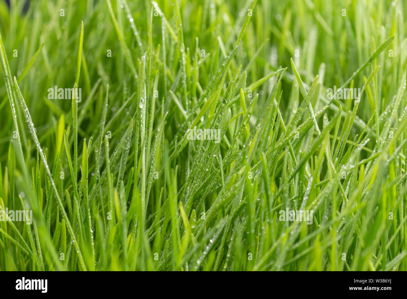 Fresh green grass with dew drops closeup. Nature Background Stock Photo ...