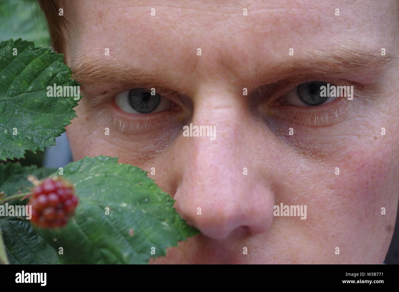 Staring out of the bushes Stock Photo