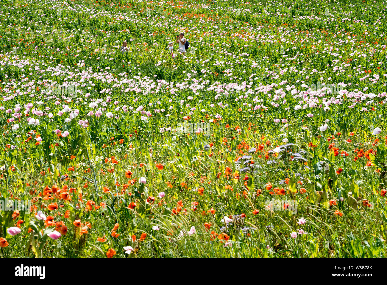 Opium poppy and red poppies field, Germerode, Werra-Meissner district, Hesse, Germany Stock Photo