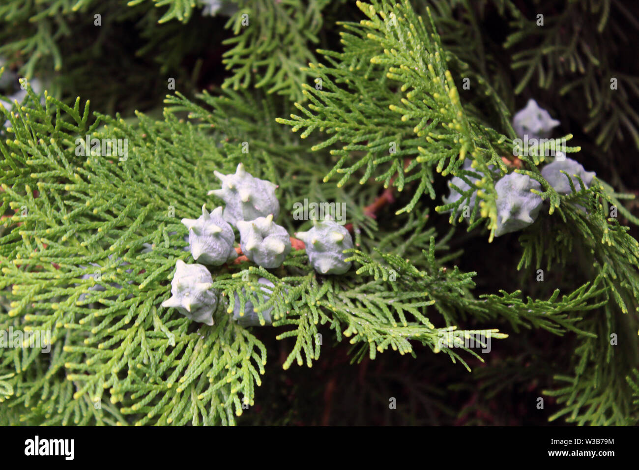Leyland Cypress Cones