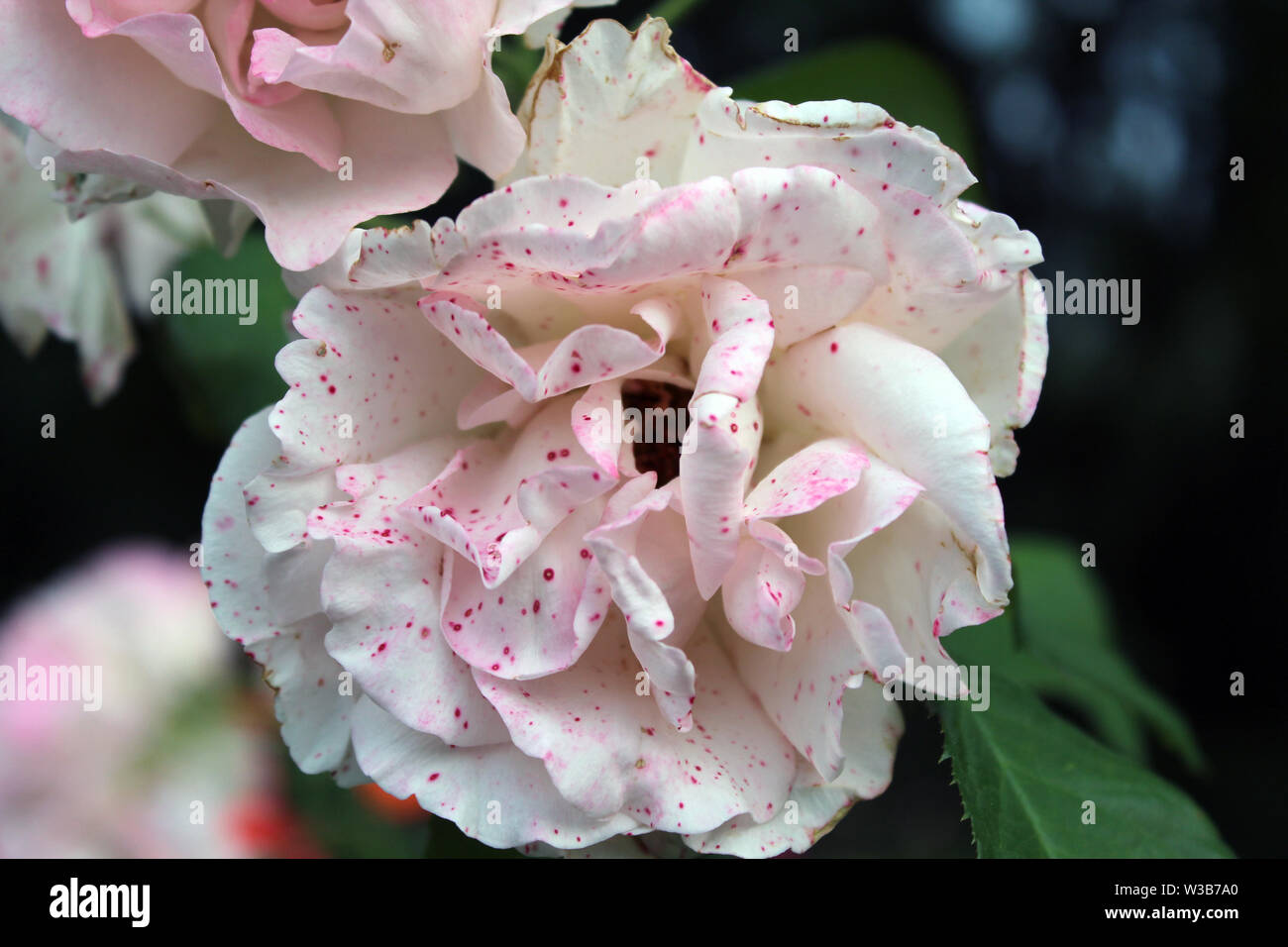 Red Roz Point White rose with red points in a garden close up Stock Photo - Alamy