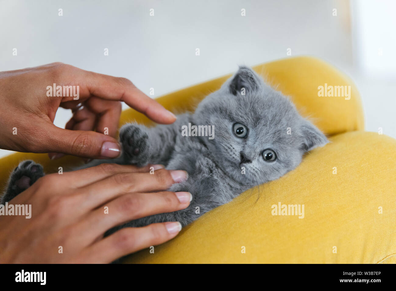 Baby grey cat 2025