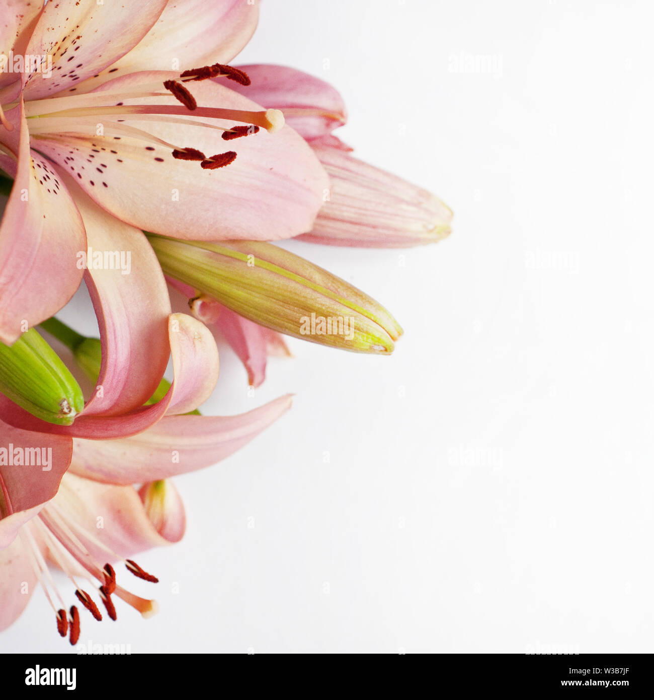 Pink lilies bouquet hi-res stock photography and images - Alamy
