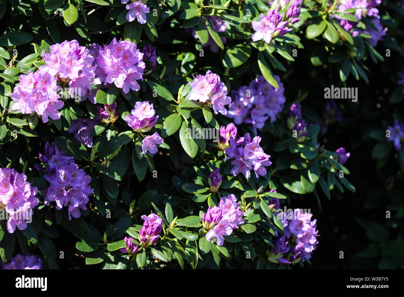 Close up of Catawba rosebay (Rhododendron catawbiense) flower blooming Stock Photo Alamy