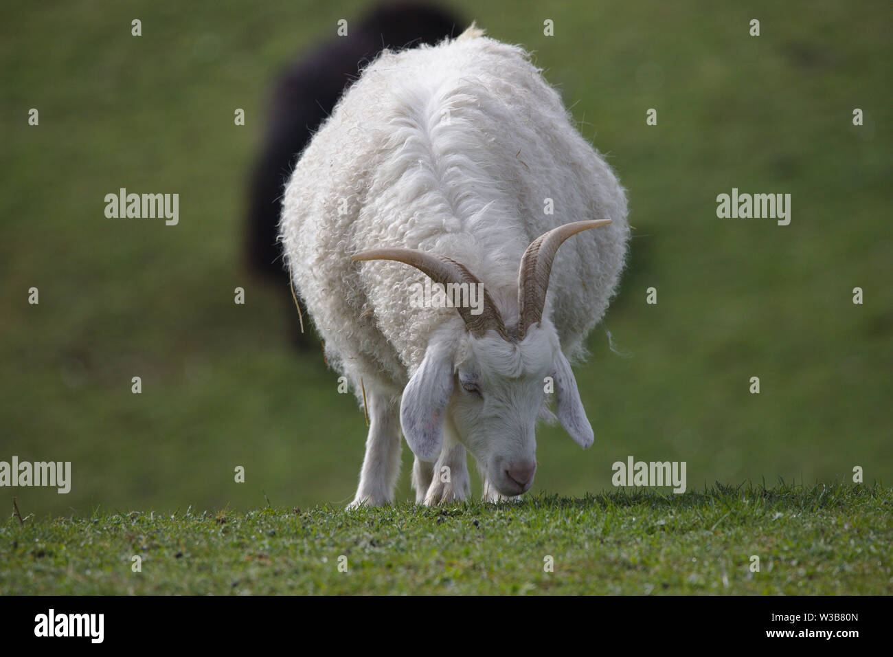 Mountain cashmere goat grazing Stock Photo