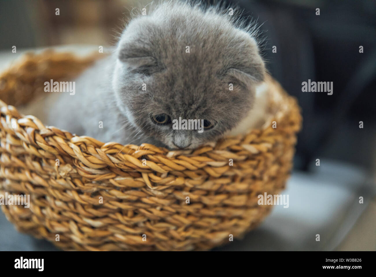 Cute Pet Portrait Beautiful And Fluffy Grey Scottish Fold Cat Baby Scottish Fold Gray Kitten Baby Animal Stock Photo Alamy