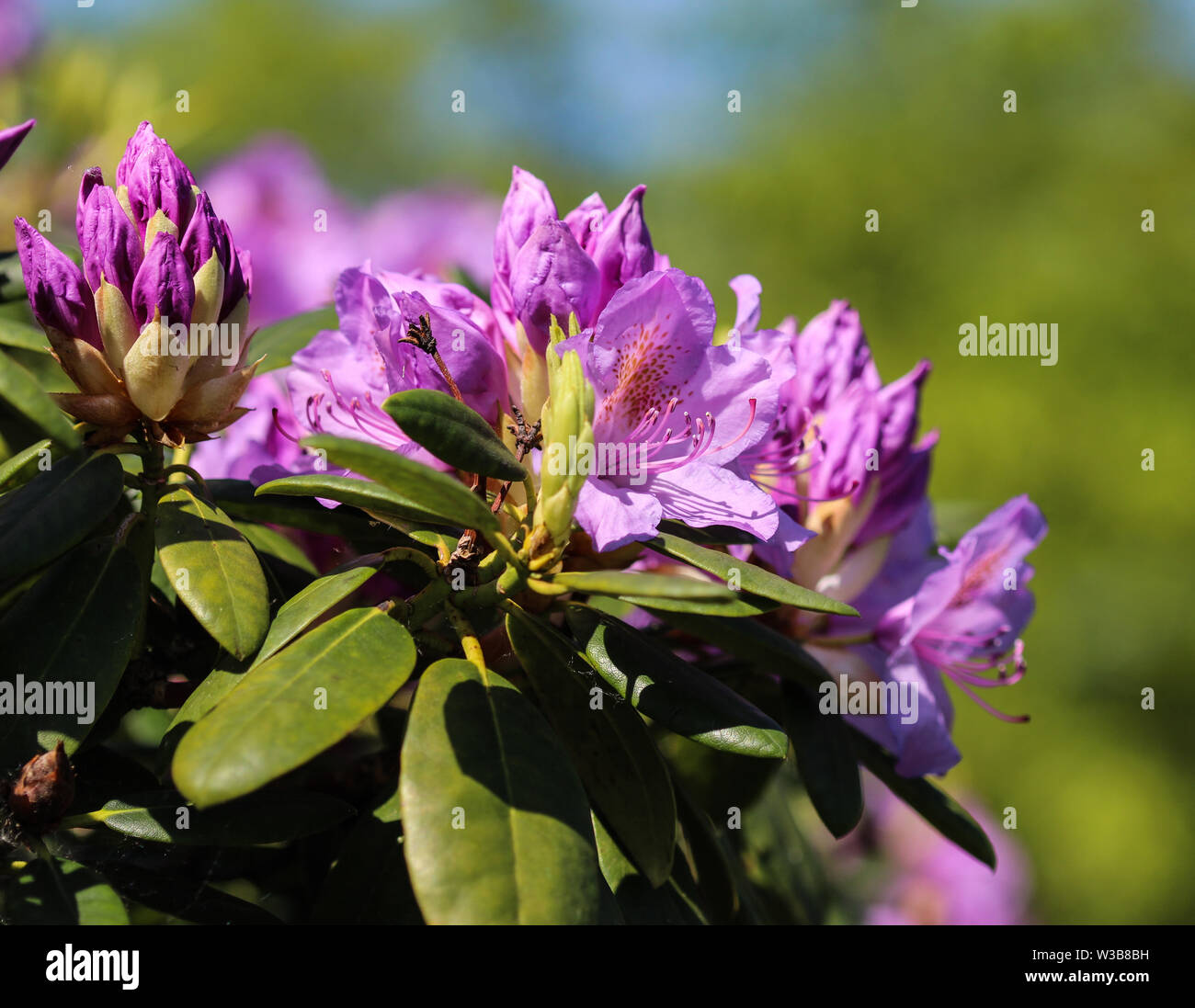 Catawba rhododendron rosebay catawbiense hi-res stock photography and ...