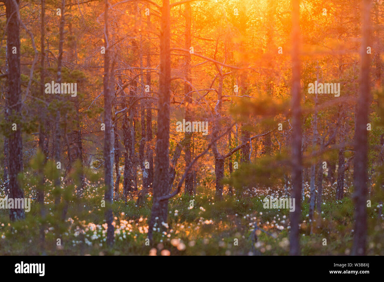 Early summer morning in the forest Stock Photo - Alamy