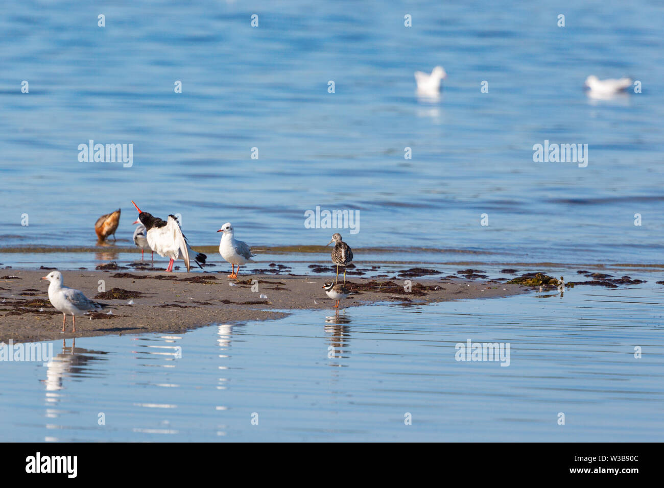 Shorebirds on a sandy beach by the sea Stock Photo