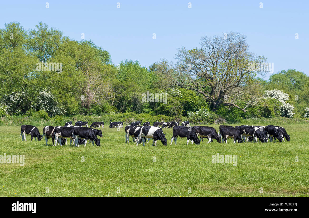 Herd of black and white cows in a field grazing on grass in Spring in West Sussex, England, UK. Stock Photo