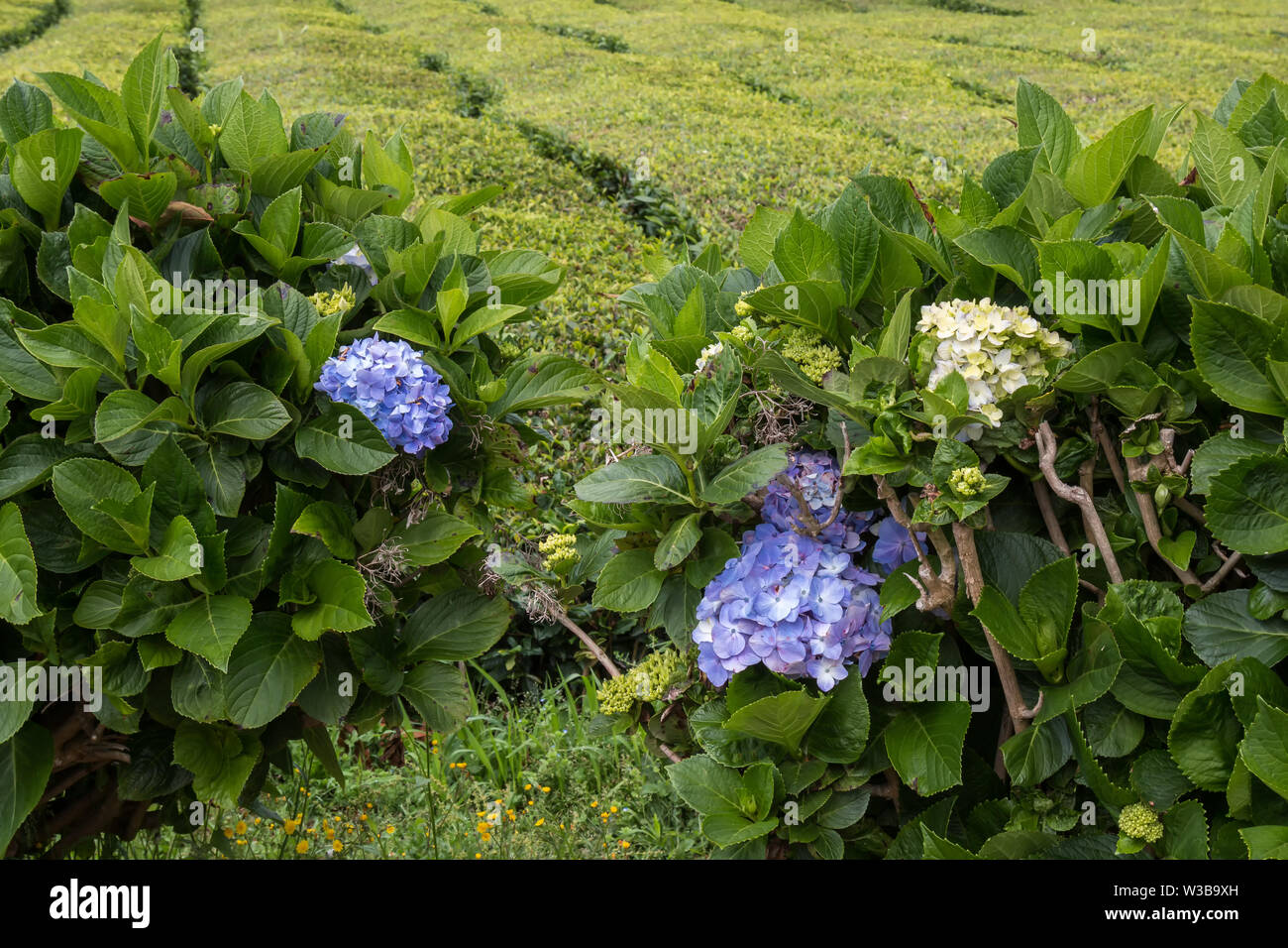 Hydrangea Popular Ornamental Plants The Fancy Flora