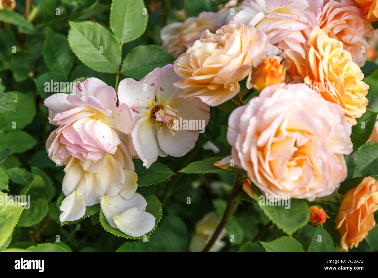 Blooming yellow orange roses in the garden on a sunny day. Charles Austin' Rose Stock Photo