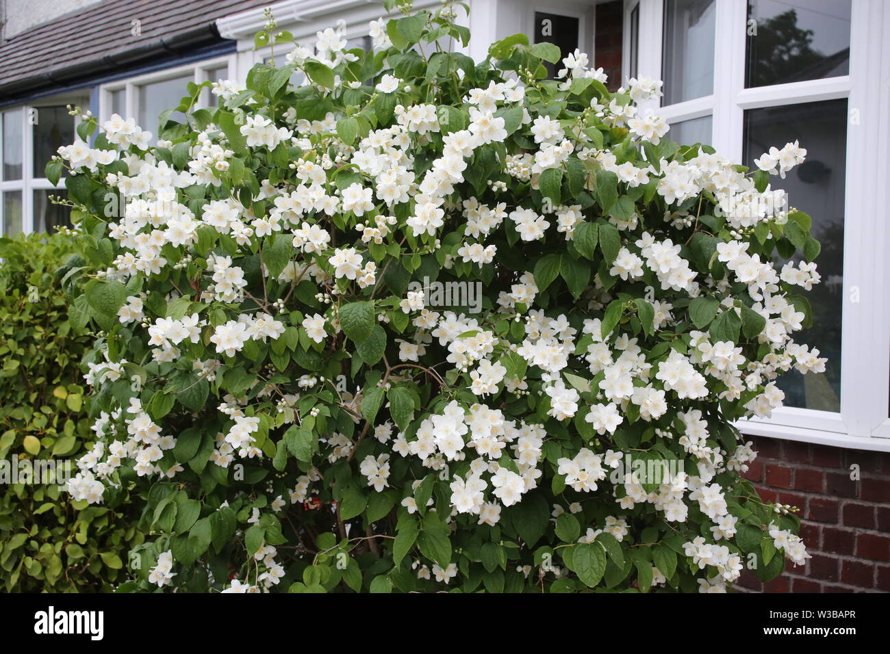 Philadelphus mock orange Stock Photo Alamy