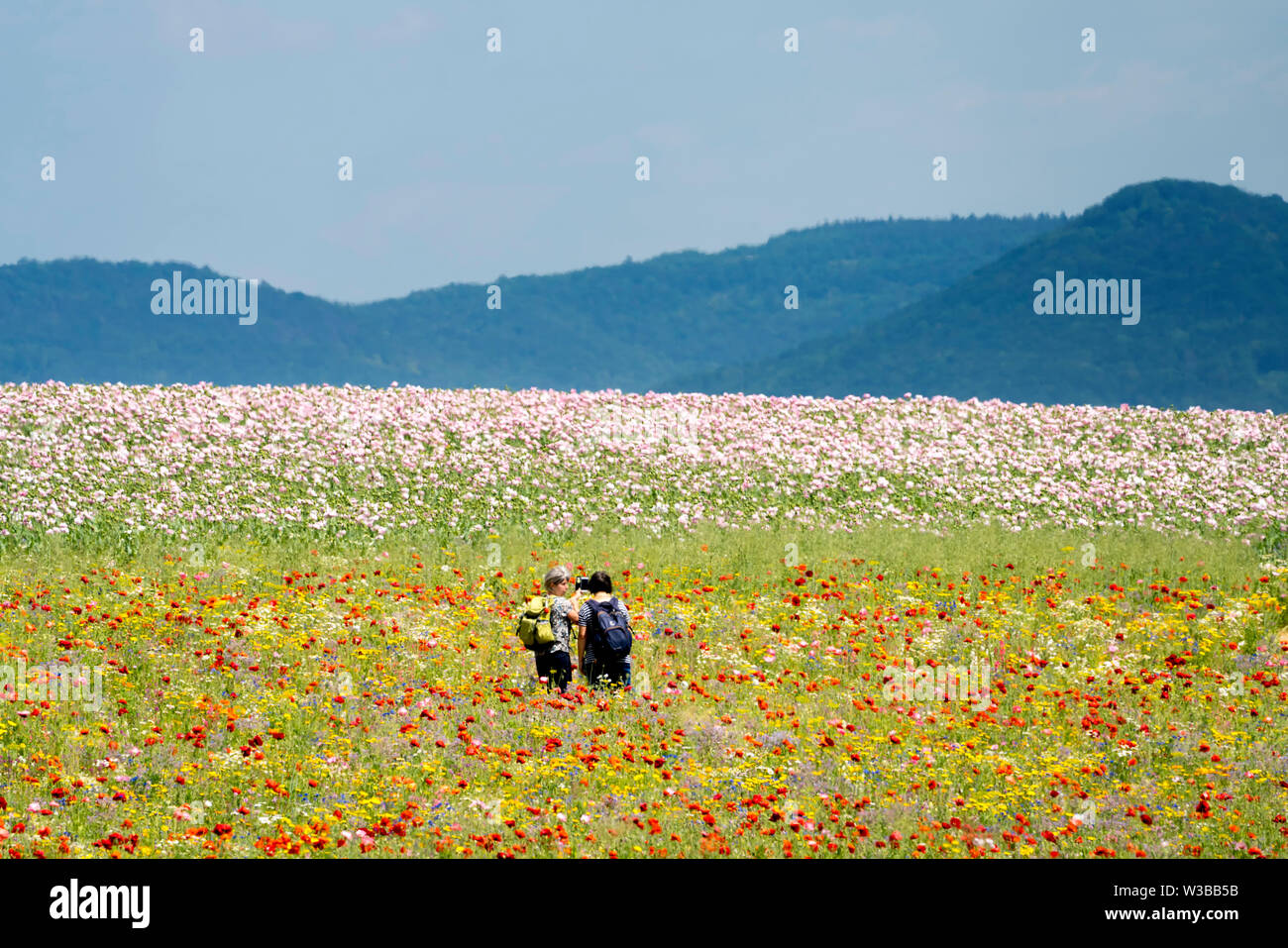 Opium poppy field hi-res stock photography and images - Alamy