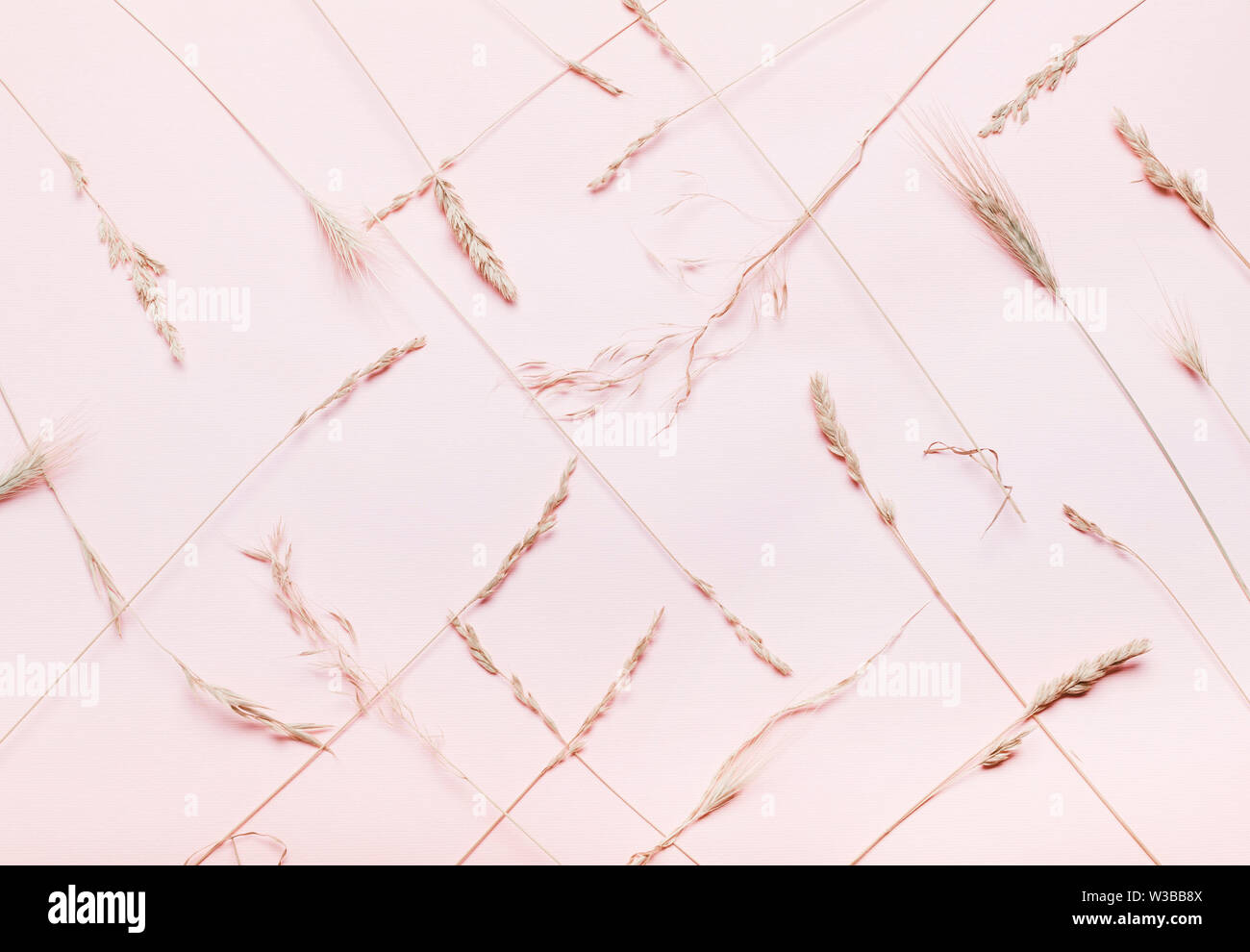 Composition of dry spikelets, grass on a pink, coral background. Top view, flat. Minimalistic Autumn Summer Concept Stock Photo