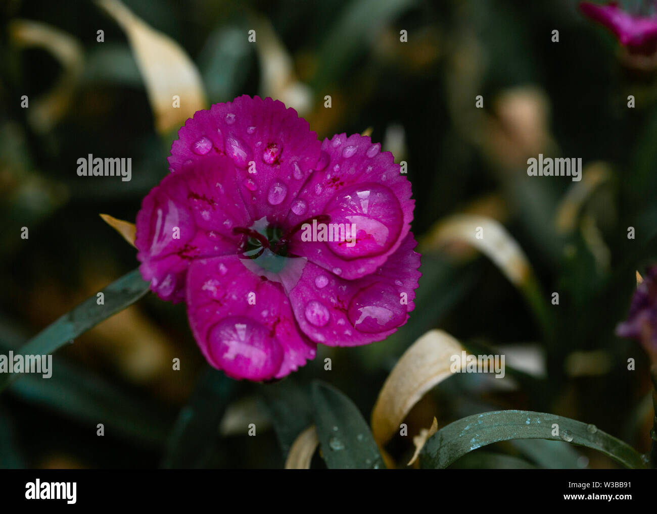 Purple vibes hi-res stock photography and images - Alamy