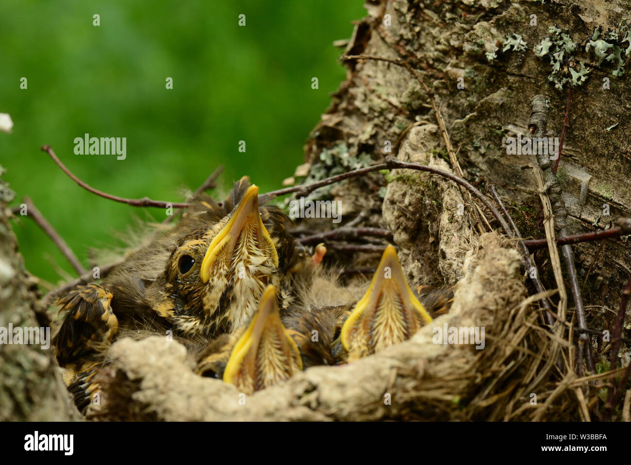 nestlings bird in bright plumage sit quietly in a nest on a birch tree