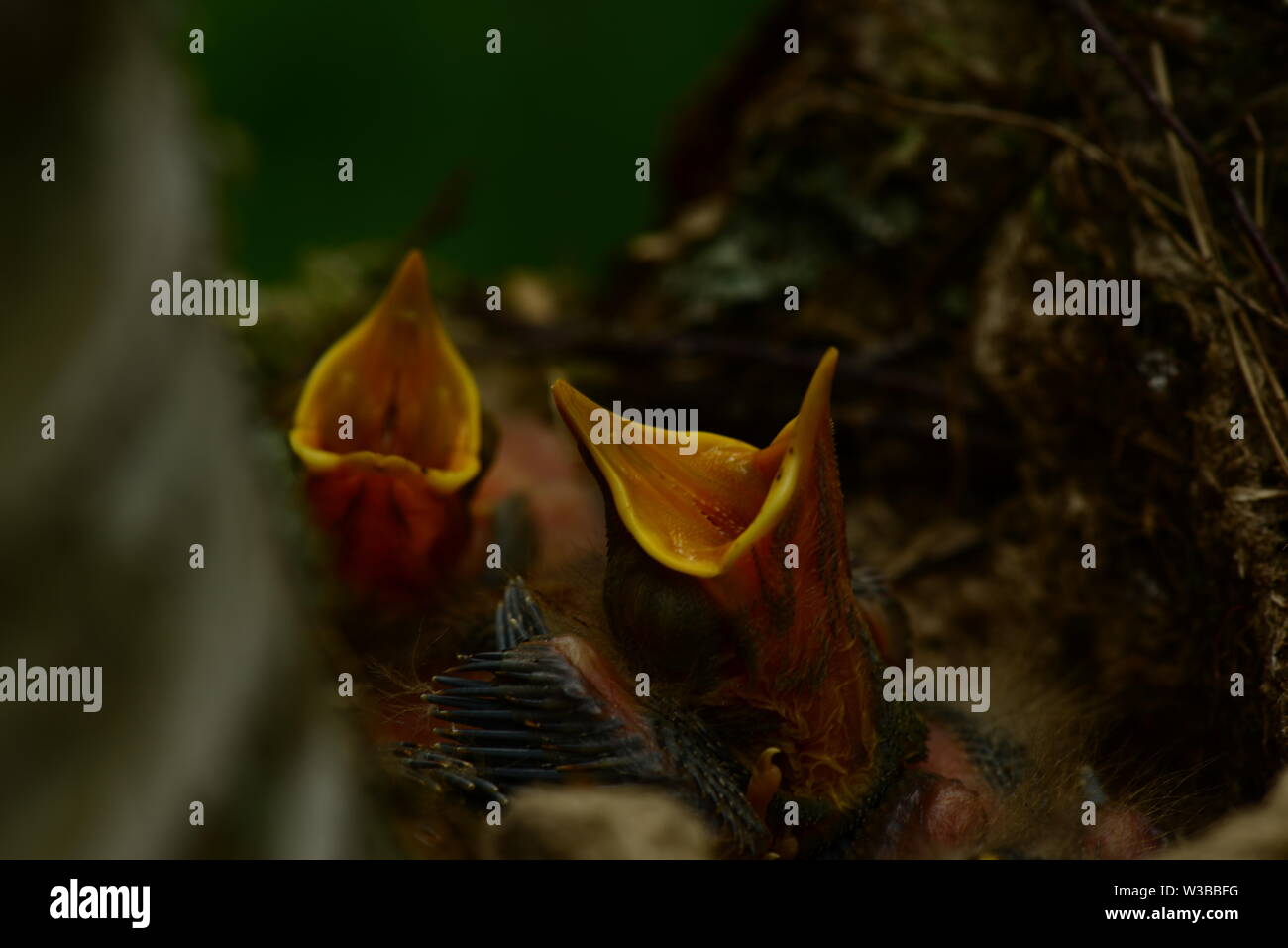 nest bird on a birch tree with noisy baby birds with yellow open beaks