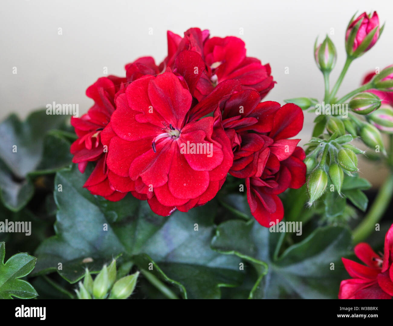 close up of Red Geraniums (Pelargonium x hortorum) in garden blooming Stock Photo