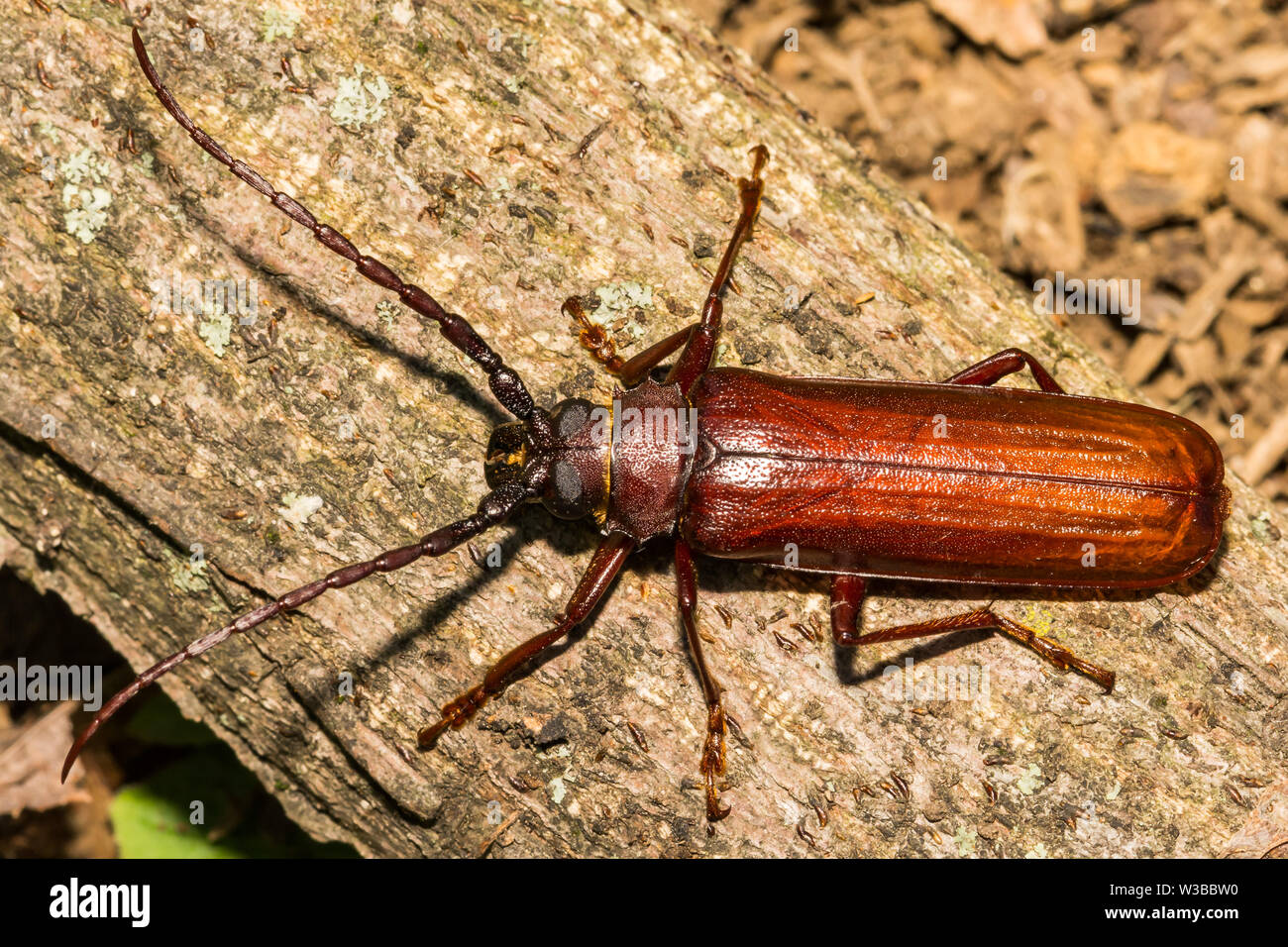 Brown Prionid Beetle (Orthosoma brunneum) Stock Photo