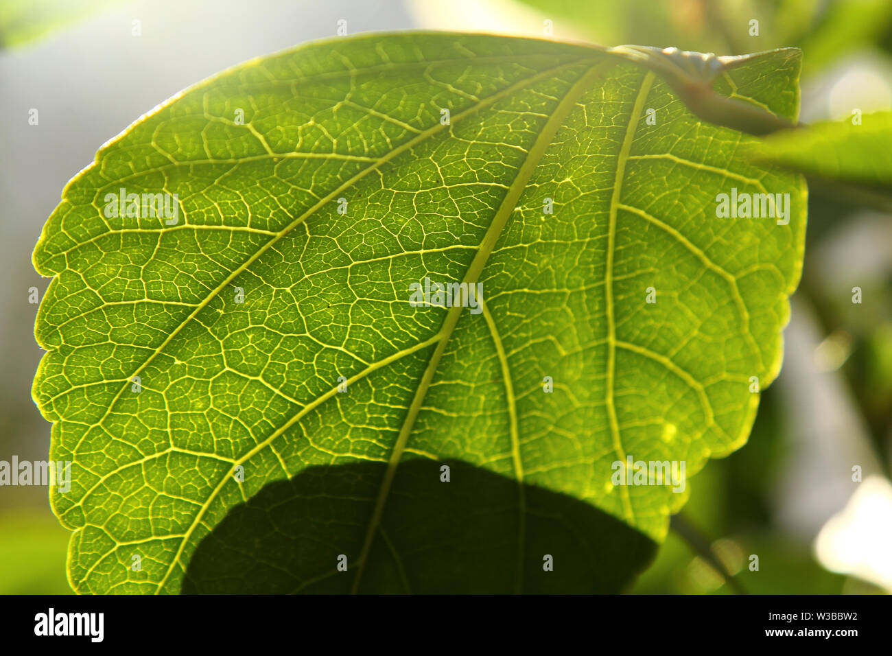Green leaf texture or leaf background. Close up green leaf Stock Photo ...