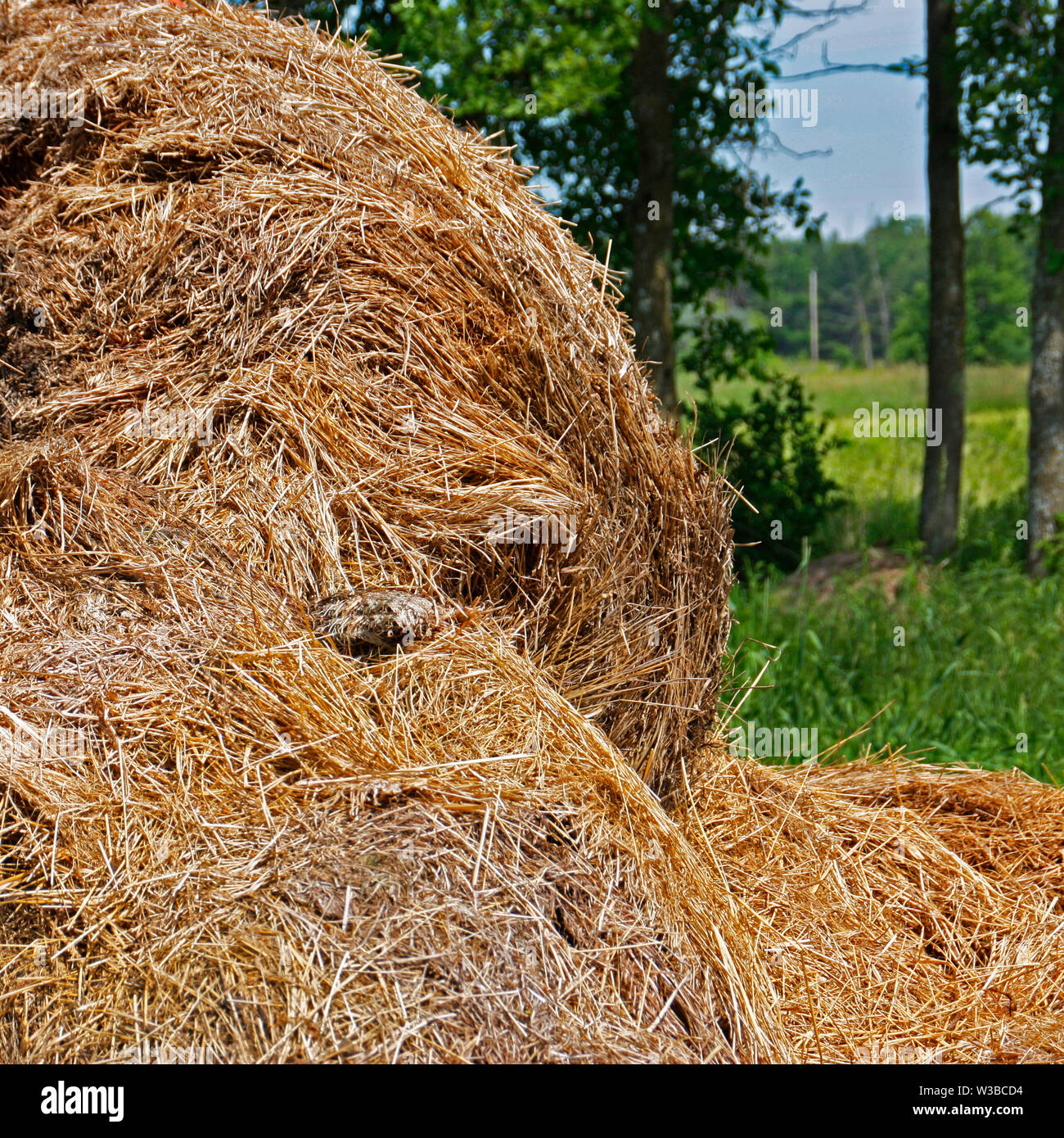 Hays in Farm Stock Photo