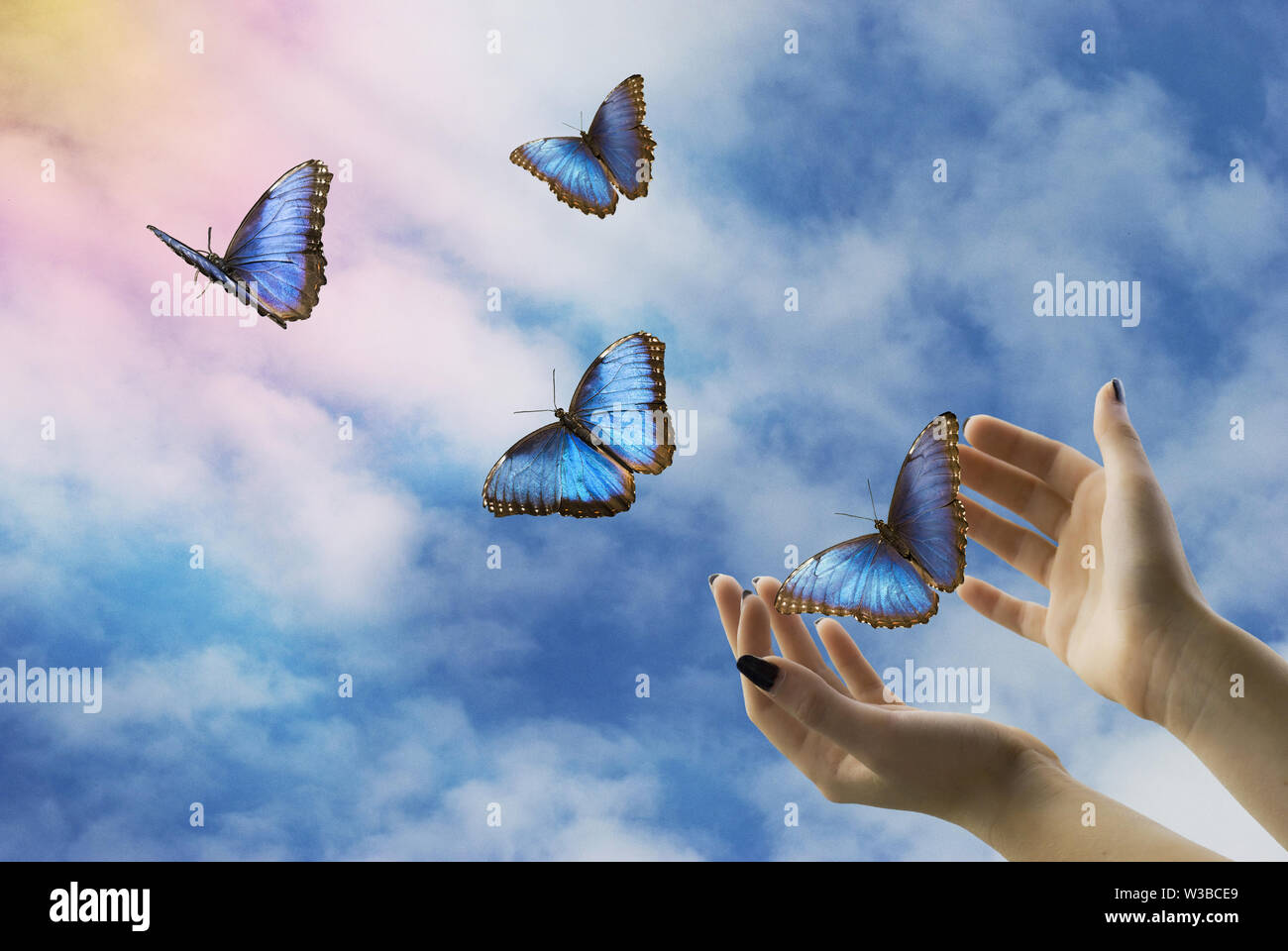 open hands let go of beautiful blue butterflies in the mystical sky