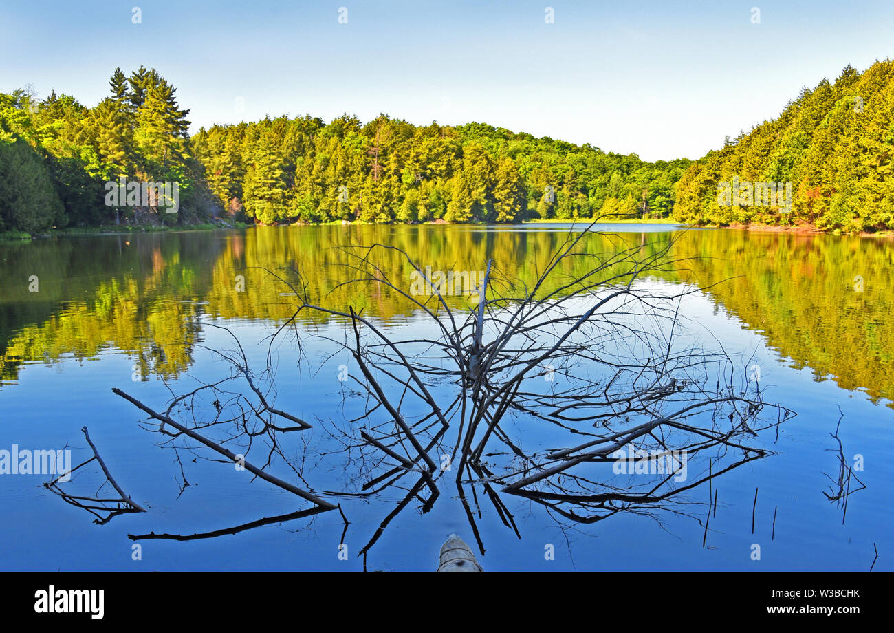 Dead trees in blue lake hi-res stock photography and images - Alamy