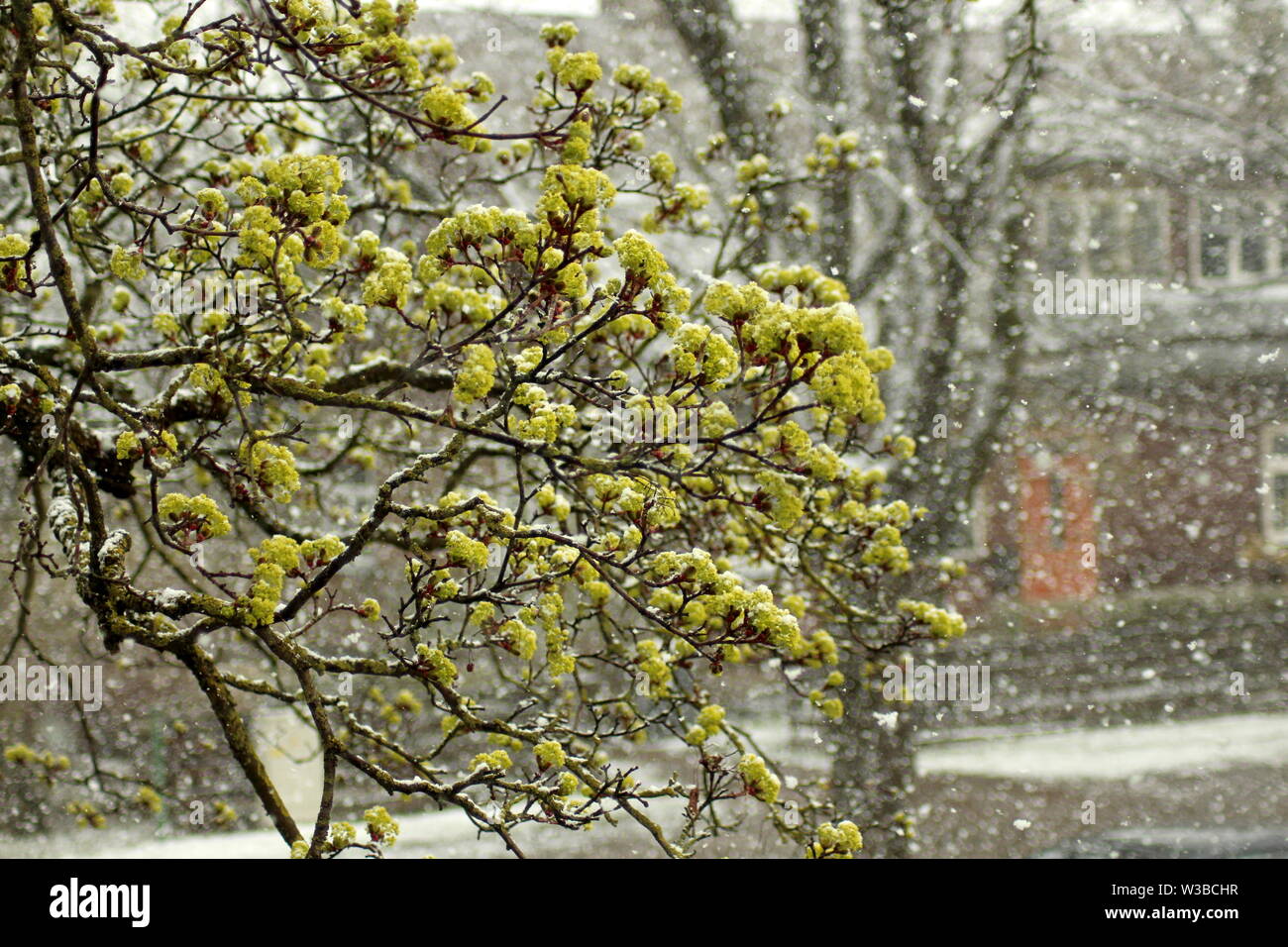 Blossoming maple in springtime snowfall Stock Photo