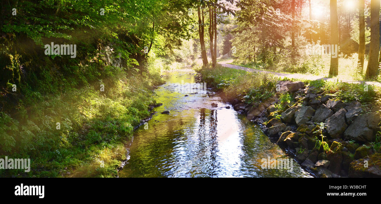 nature forest river panorama brook water sun fairytale Stock Photo