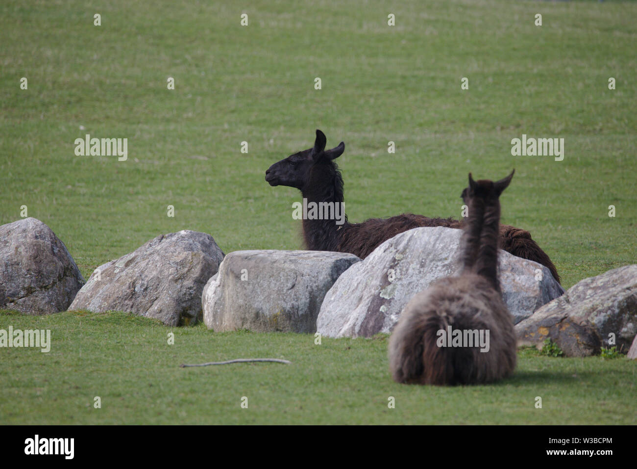 llamas with afros