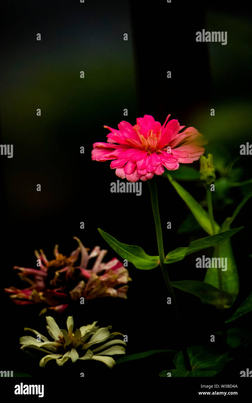 A nook in the garden Stock Photo